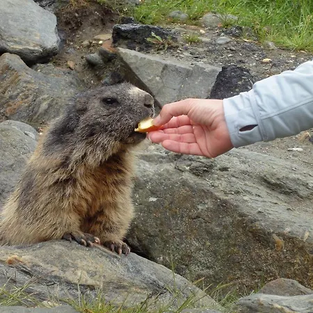 Гостевой дом Garni Domino