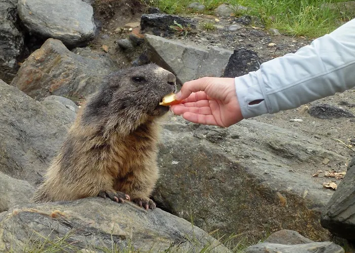 Πανσιόν Garni Domino